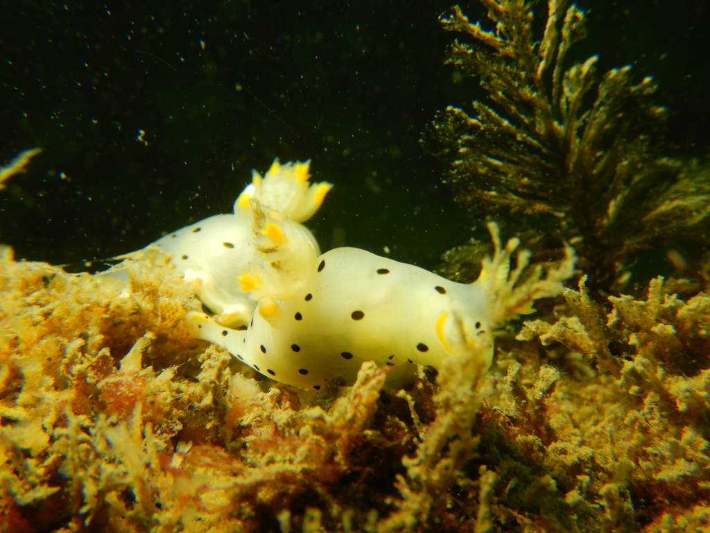 Dalmatian sea slug