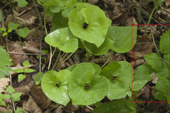 Thalictrum filamentosum