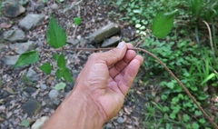 Laportea peduncularis