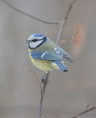 Cyanistes caeruleus
