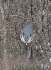 Sitta europaea