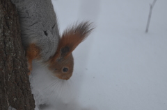 Sciurus vulgaris