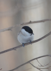 Poecile palustris