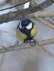 Parus major