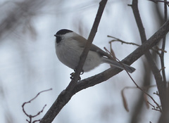 Poecile palustris