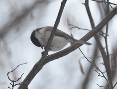 Poecile palustris