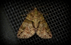 Polyclysta hypogrammata