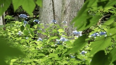 Hydrangea serrata
