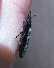 Hololepta lucida
