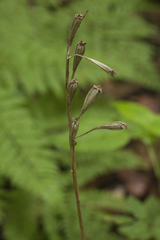 Liparis kumokiri