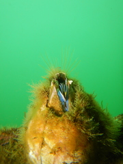 Austromegabalanus psittacus image