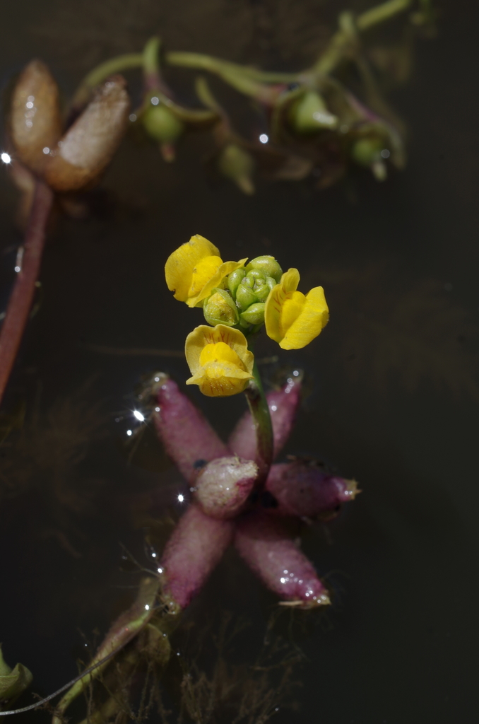 Utricularia stellaris (Utricularia stellaris)