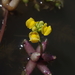 Star Bladderwort - Photo (c) Craig Peter, some rights reserved (CC BY-NC), uploaded by Craig Peter