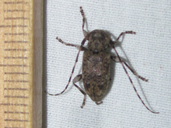 Astyleiopus variegatus