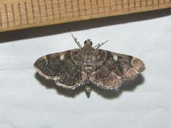 Bicilia iarchasalis
