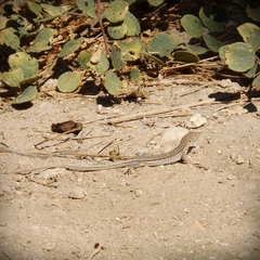 Acanthodactylus schreiberi