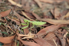 Hierodula patellifera