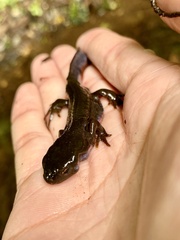 Cynops pyrrhogaster