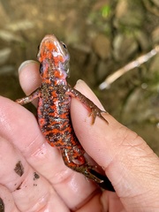 Cynops pyrrhogaster