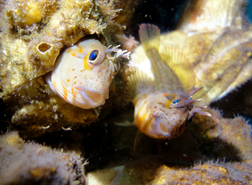 Peruvian blenny (Hypsoblennius sordidus) — Blenniidae — 4