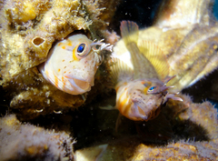 Bull Blenny photo 5
