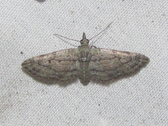 Eupithecia longidens
