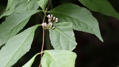 Callicarpa dichotoma