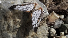Cyrestis thyodamas mabella