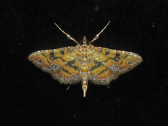 Ommatospila narcaeusalis