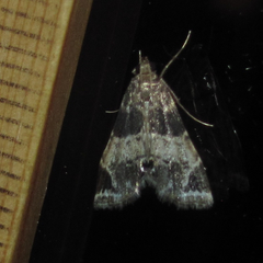 Usingeriessa brunnildalis