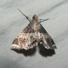 Usingeriessa brunnildalis