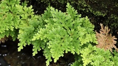 Selaginella involvens