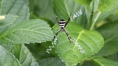 Argiope amoena