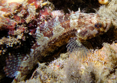 Beautiful Speckled Blenny photo 5