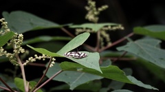 Psychostrophia melanargia