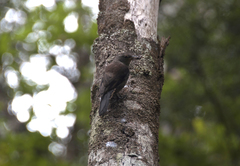 Climacteris erythrops