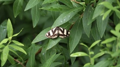 Psychostrophia melanargia