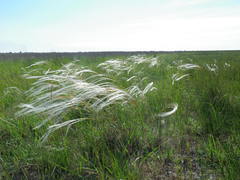 Stipa borysthenica
