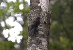 Climacteris erythrops