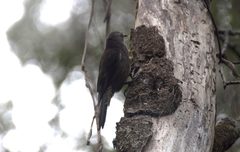 Climacteris erythrops