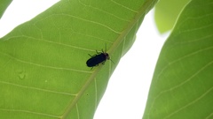 Nipponoluciola cruciata