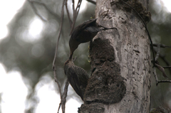 Climacteris erythrops