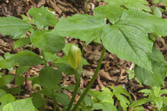 Arisaema amurense
