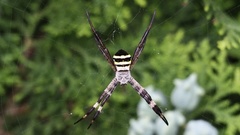 Argiope amoena