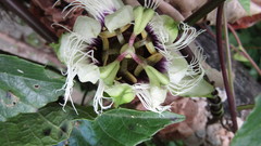 Passiflora edulis