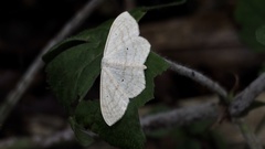 Scopula ignobilis