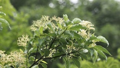 Cornus macrophylla