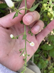 Kosteletzkya depressa