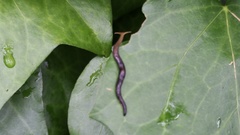 Bipalium fuscatum