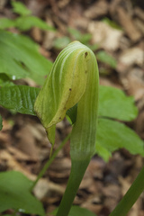 Arisaema amurense